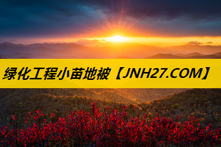 绿化工程小苗地被