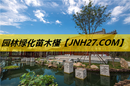 园林绿化苗木槿