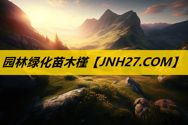 园林绿化苗木槿